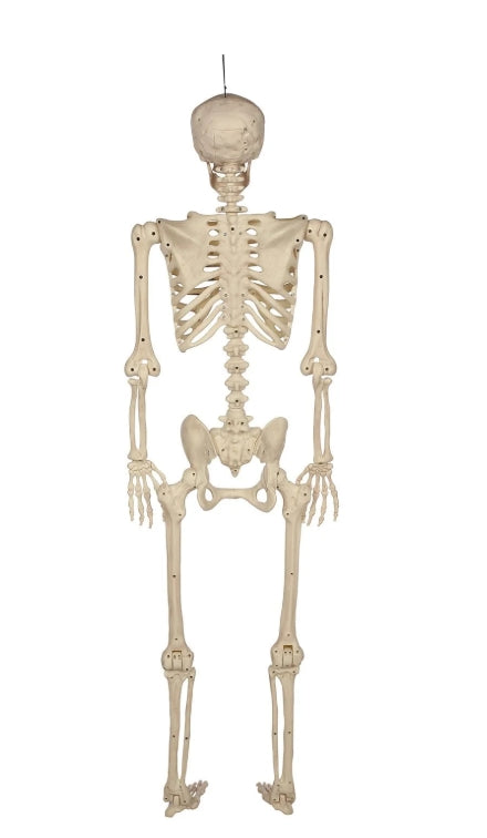 Talking Skeletons, Set of 2