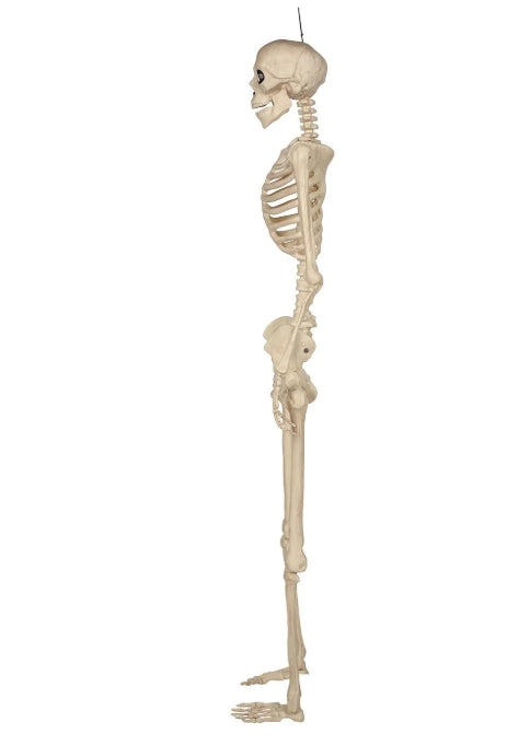 Talking Skeletons, Set of 2